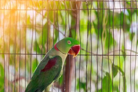 A parrot in a cage Stock Photos