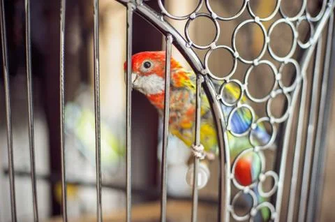 Parrot in cage Stock Photos