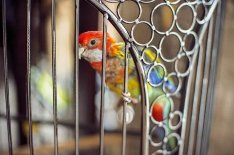 Parrot in cage Stock Photos