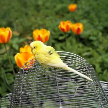 Parrot On A Cage Stock Photos