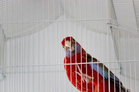 Parrot in the cage Stock Photos