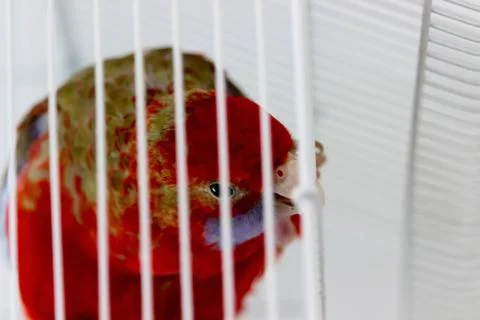 Parrot in the cage Stock Photos