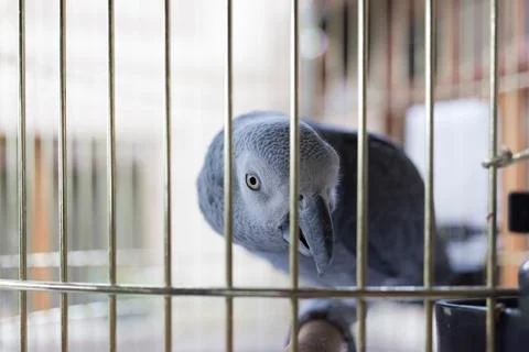 Parrot in a cage. Stock Photos