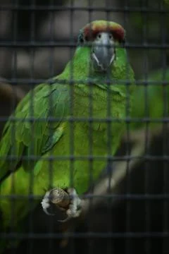 A parrot in the cage Stock Photos