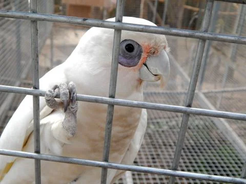 Parrot in the cage Stock Photos