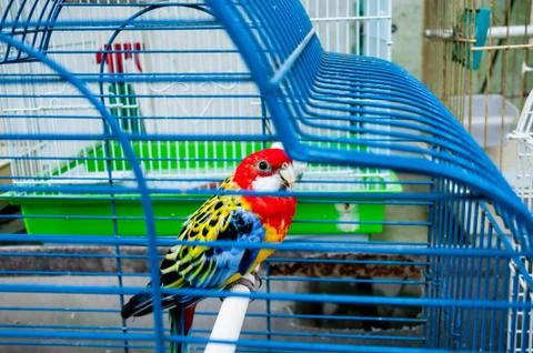 Parrot in a cage Foto stock