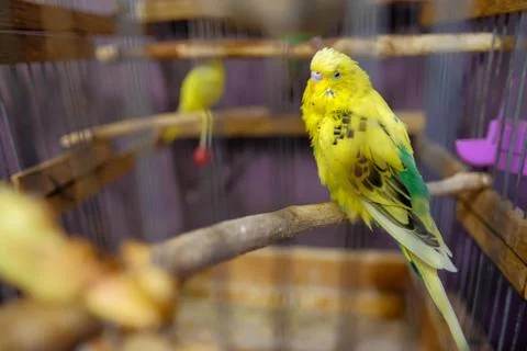 Parrot in a cage Foto stock