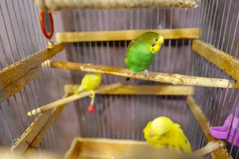 Parrot in a cage Foto stock
