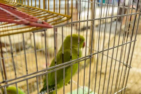 Parrot in Cage Stock Photos