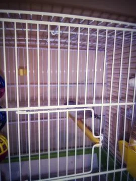 Parrot in a Cage Stock-Fotos