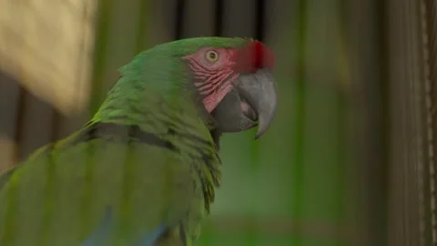 Parrot in Cage Seen Through Bars Close View Stock-Footage 332682483