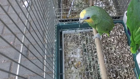 A parrot in the cage is a top view. Video stock 77494465