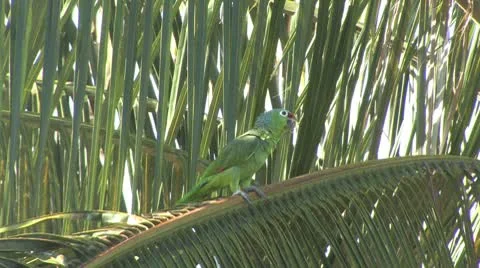 Parrot calling Stock Footage 8946804