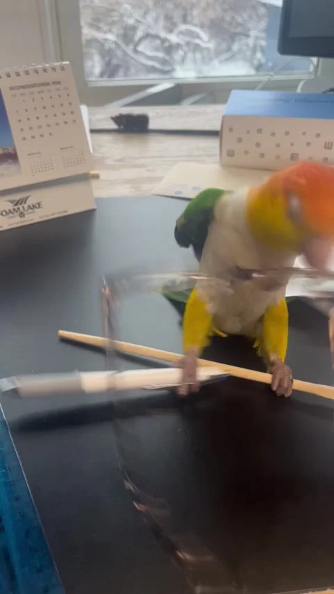 Parrot Can't Decide What To Play With, Foam Lake, Saskatchewan, Canada - 02 Dec  Stock Footage 322806435