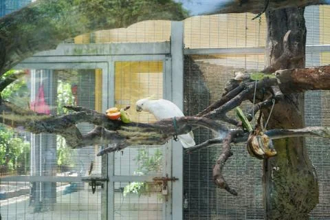Parrot in captivity - image Stock Photos