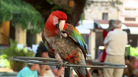 Parrot in the center of a square Stock Footage 168603245