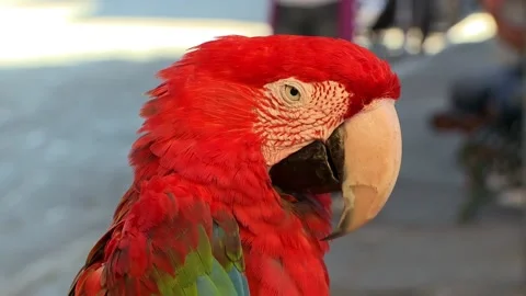 Parrot in the center of a square Stock Footage 168603248