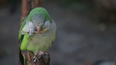 Parrot chews a twig, slow motion Stock Footage 80491874