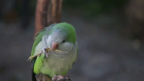 Parrot chews a twig, slow motion Stock Footage 80491978