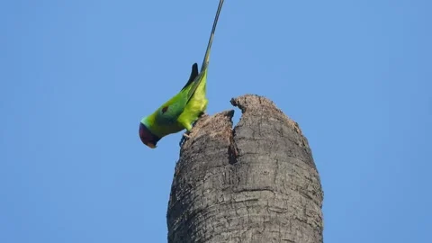 Parrot chilling on tree . Video stock 312795500