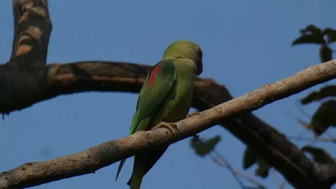 Parrot chilling on tree mp4 UHD 4k. Stock Footage 136096523