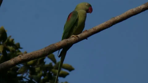 Parrot chilling on tree mp4 UHD 4k . Stock Footage 136141303