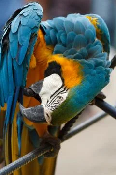 Parrot cleaned its wing. Foto stock