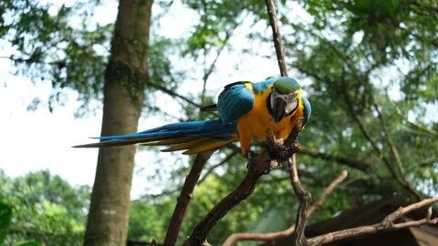 Parrot cleaning foot Stock Footage 224937431