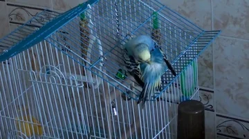A parrot cleans feathers Video stock 85827290