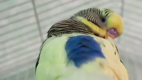 Parrot cleans feathers Stock Footage 202235363