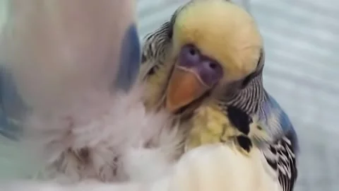 Parrot cleans feathers Stock Footage 202235383
