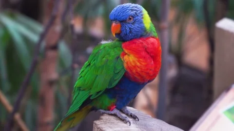 A parrot cleans its feathers, a Rainbow lorikeet close-up, copy space, 4K Stock Footage 145180559
