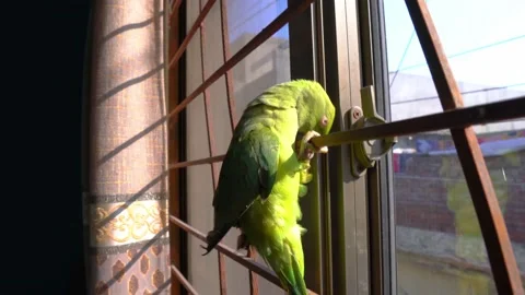 Parrot Climbing On Window, 4K Stock Footage 146914269