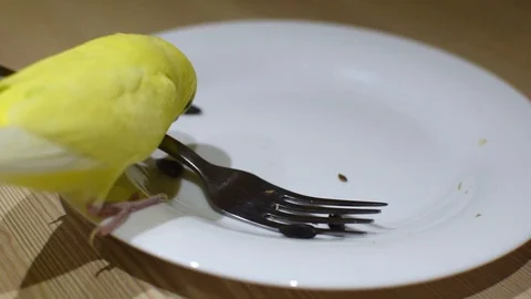 A parrot climbs and eats from a plate. Stock Footage 127933820