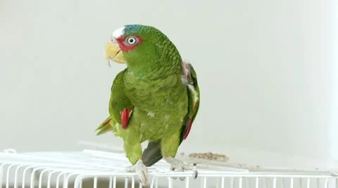 Parrot Climbs On Hand (HD) Video stock 10607449