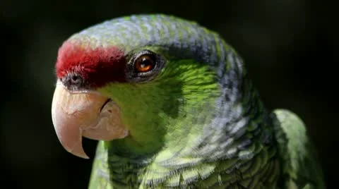 Parrot Close Up Stock Footage 10801253