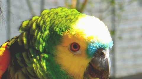 Parrot close - up Video stock 23648231