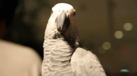 Parrot Close-up Video stock 38503584