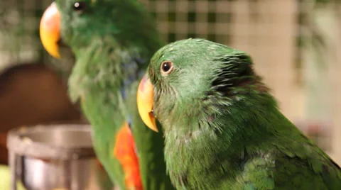 Parrot Close-up 스톡 동영상 38556342