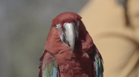 Parrot Close Up 스톡 동영상 47460619