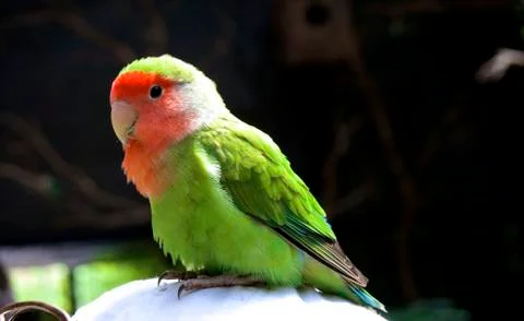 Parrot Close Up Stockfoto's