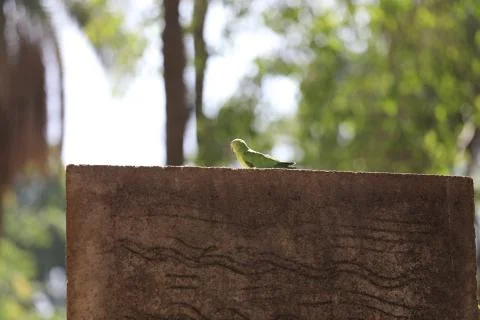 Parrot Close up Foto stock