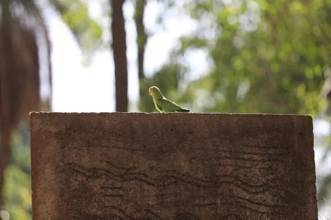 Parrot Close up Foto stock