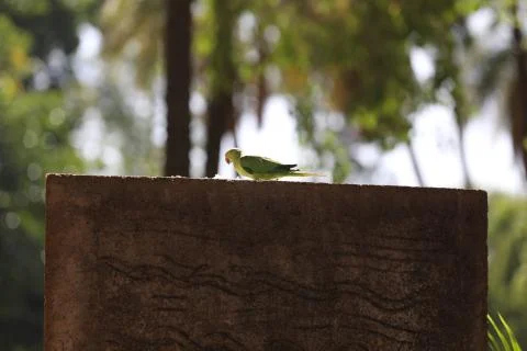 Parrot Close up 스톡 사진