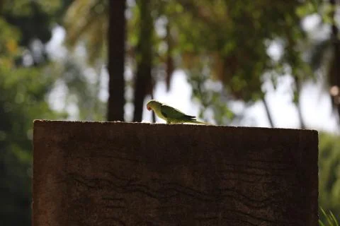 Parrot Close up Foto stock
