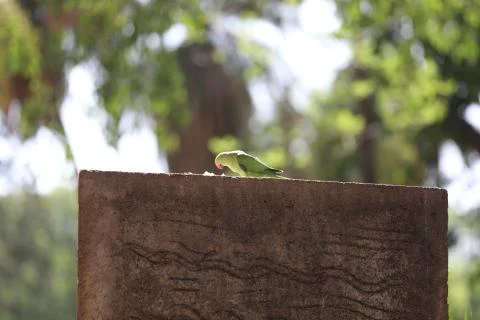 Parrot Close up 스톡 사진