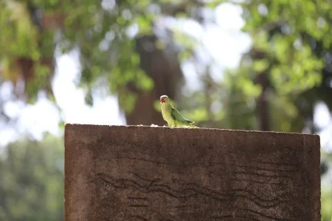 Parrot Close up Foto stock