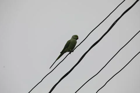 Parrot Close up Stock Photos