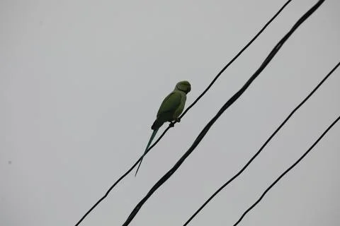 Parrot Close up Stock Photos