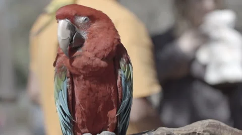 Parrot Close Up Slow Motion Cinematic 스톡 동영상 47462958